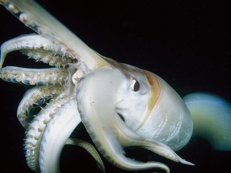 Humboldt squid oceanaorgsitesdefaultfilesstyleslightboxful