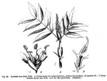 Humboldtia laurifolia httpsuploadwikimediaorgwikipediacommonsthu