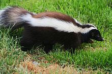 Humboldt's hog-nosed skunk httpsuploadwikimediaorgwikipediacommonsthu