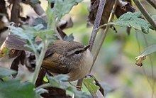 Hume's bush warbler httpsuploadwikimediaorgwikipediacommonsthu