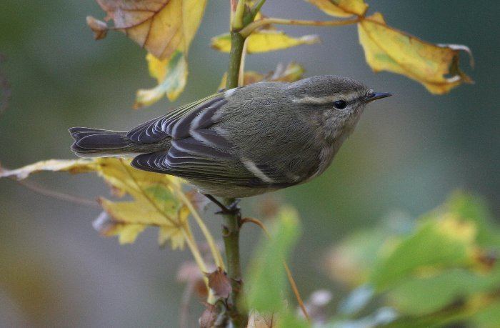 Hume's leaf warbler Surfbirds Online Photo Gallery Search Results