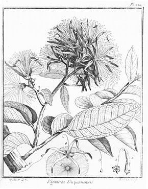 Humiriaceae httpsuploadwikimediaorgwikipediacommonsthu