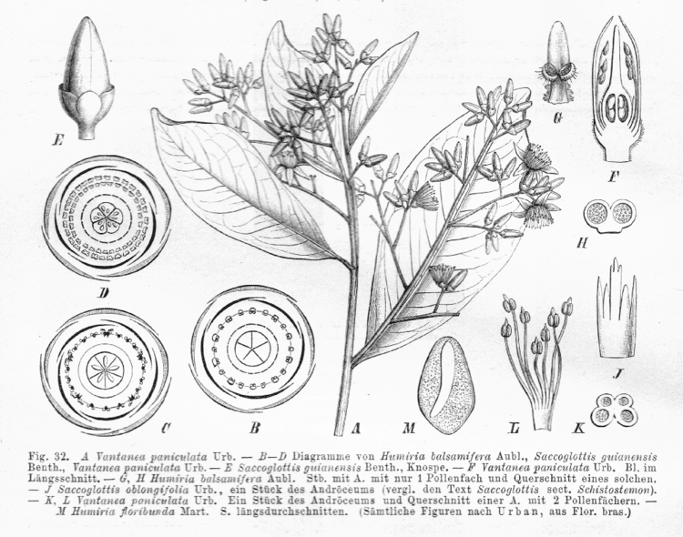 Humiriaceae Vantanea paniculata Humiriaceae image 19517 at PlantSystematicsorg