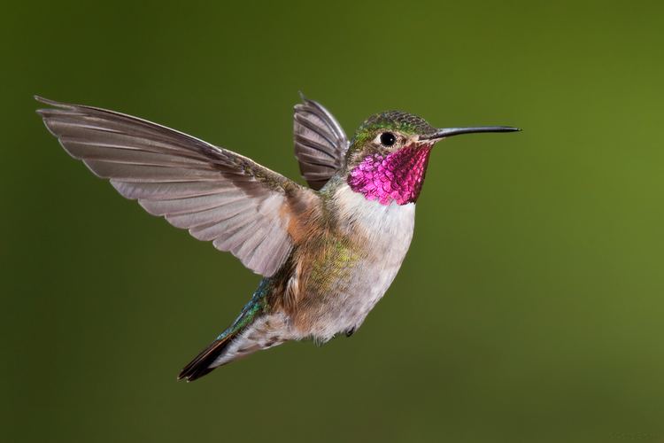 Hummingbird Hummingbirds Plus Feeding News Study Group amp More