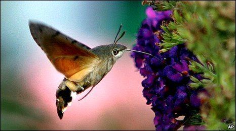 Hummingbird hawk-moth BBC Sightings show Hummingbird Hawkmoth numbers on rise