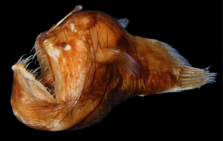 Humpback anglerfish - Alchetron, The Free Social Encyclopedia