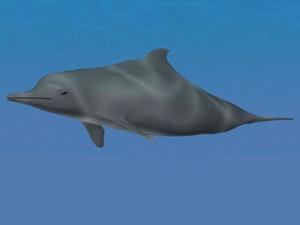 Humpback dolphin Atlantic Humpback Dolphin Sousa teuszii Aquatic Mammals
