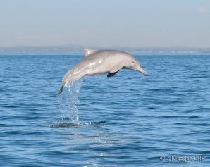 Humpback dolphin Australian humpback dolphin Department of Environment and Heritage