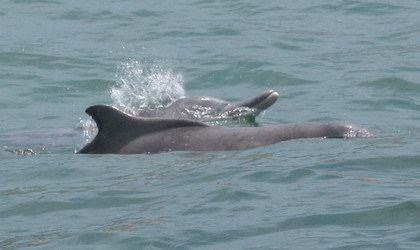 Humpback dolphin httpsuploadwikimediaorgwikipediacommons00