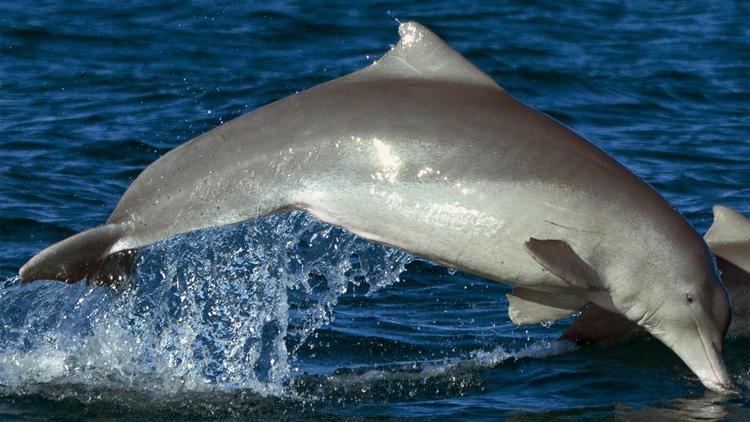 Humpback dolphin New species of humpback dolphin Science AAAS