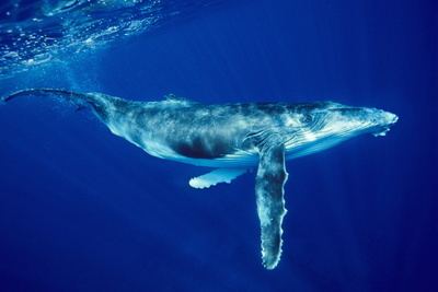 Humpback whale Humpback whales