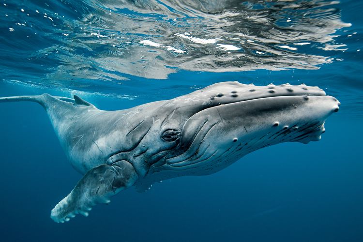 Humpback whale The Rare Beauty of Dozens of Migrating Humpback Whales