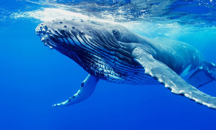 Humpback whale Humpback Whale Facts History Useful Information and Amazing Pictures