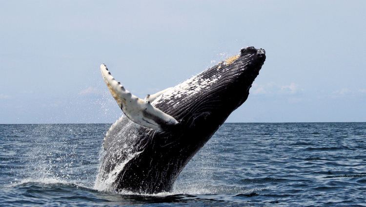 Humpback whale Cetacean surfacing behaviour Wikipedia