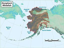 Humpback whitefish wwwadfgalaskagovstaticspeciesspeciesinfohum