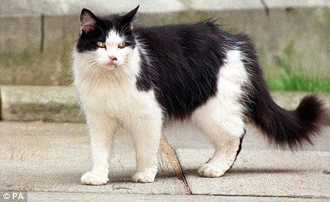Humphrey (cat) Cat to clean up No 10 rat First mouser at Downing Street since