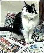 Humphrey (cat) httpsuploadwikimediaorgwikipediaen448Hum