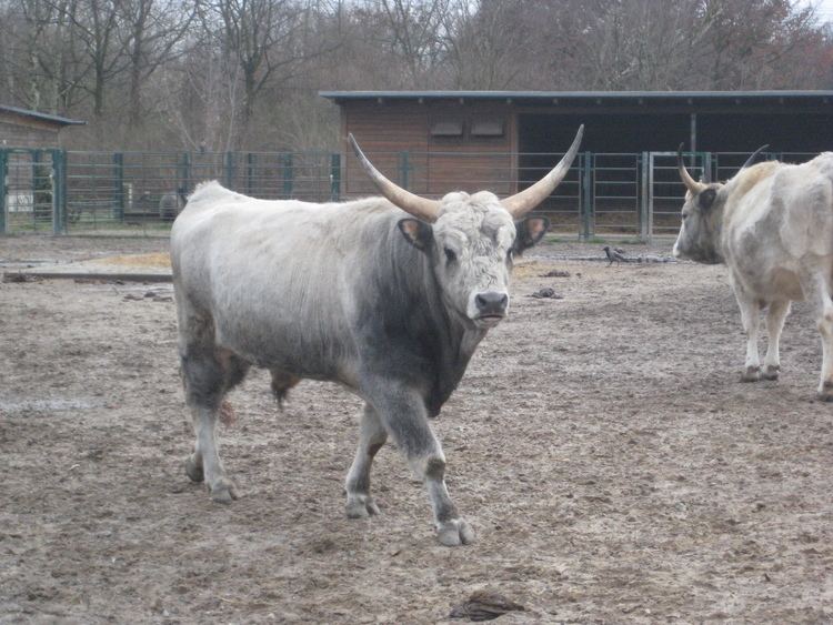 Hungarian Grey cattle Image Longhorn Hungarian grey cattle