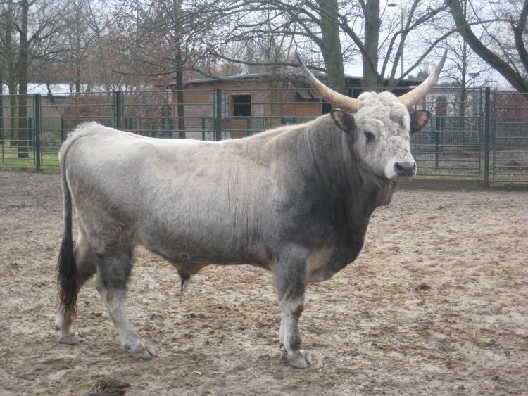 Hungarian Grey cattle Image Longhorn Hungarian grey cattle