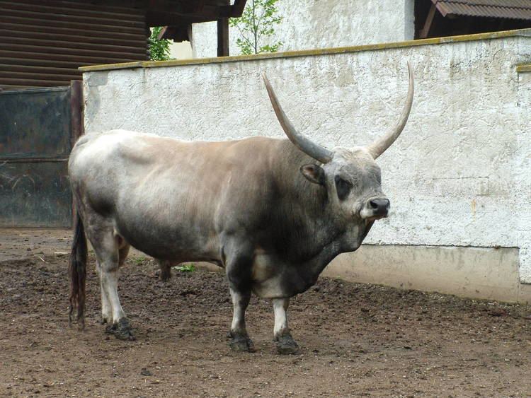 Hungarian Grey cattle Hungarian Grey Cattle at Vyskov 300510 ZooChat