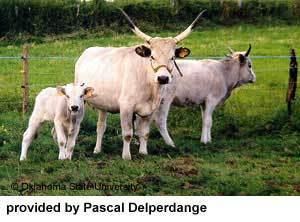 Hungarian Grey cattle Breeds of Livestock Hungarian Grey Cattle Breeds of Livestock