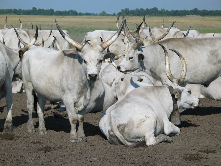 Hungarian Grey cattle Hungarian Grey cattle Wikipedia