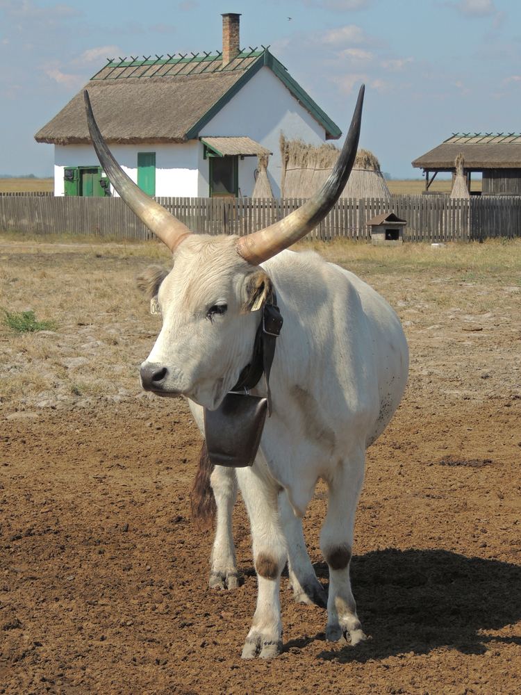 Hungarian Grey cattle httpsuploadwikimediaorgwikipediacommons11