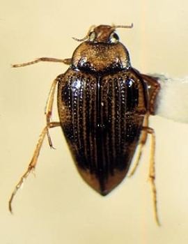Hungerford's crawling water beetle Brychius hungerfordi Hungerford39s crawling water beetle MNFI