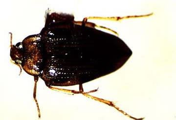 Hungerford's crawling water beetle USFWS Hungerford39s Crawling Water Beetle Fact Sheet