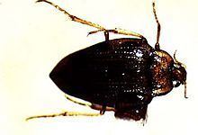 Hungerford's crawling water beetle httpsuploadwikimediaorgwikipediacommonsthu