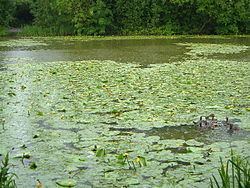 Hunstrete Lake httpsuploadwikimediaorgwikipediacommonsthu