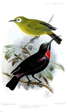 Hunter's sunbird httpsuploadwikimediaorgwikipediacommonsthu