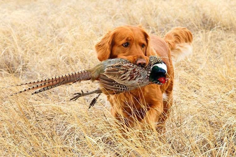 Hunting dog Best Hunting Dogs Gun Dogs Hunting Dog Breeds Field amp Stream