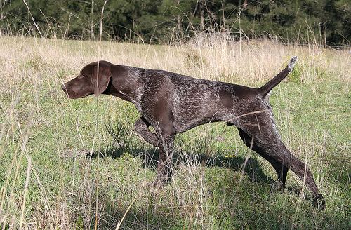 Hunting dog Here Are the 10 Best Hunting Dog Breeds