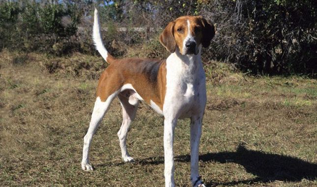 Hunting dog Here Are the 10 Best Hunting Dog Breeds
