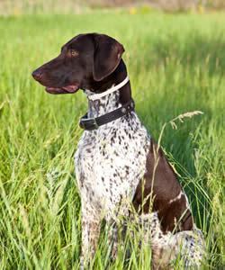 Hunting dog wwwdogsanddogadvicecomimagefileshuntingdo