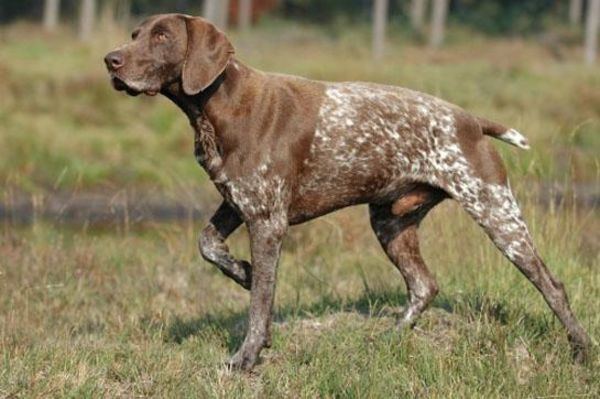 Hunting dog Hunting Dogs Best Dog Breeds for Every Game Animal Outdoor Life