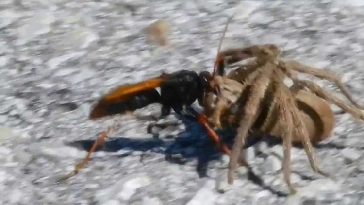 Hunting wasp Spider Hunting Wasp with large Rain Spider YouTube