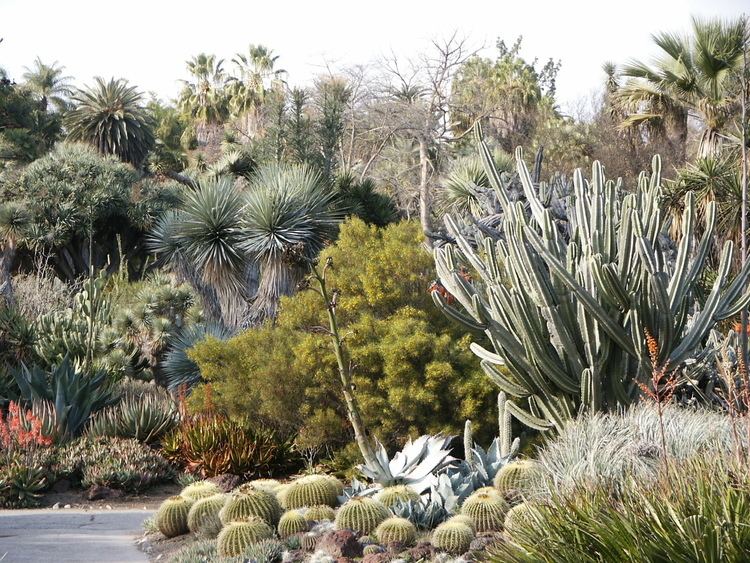 Huntington Desert Garden FileHuntington Desert Garden Cactus etcjpg Wikimedia Commons