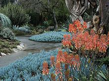 Huntington Desert Garden httpsuploadwikimediaorgwikipediacommonsthu