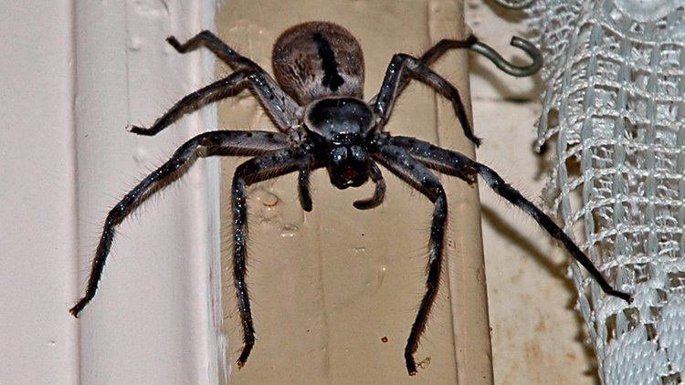 Huntsman spider Everything You Wanted To Know About Huntsman Spiders But Were