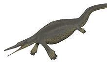 Hupehsuchus httpsuploadwikimediaorgwikipediacommonsthu