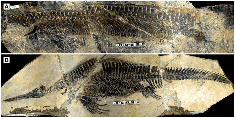 Hupehsuchus Waxing Paleontological Hupehsuchians a Primer