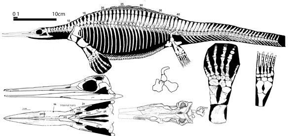 Hupehsuchus Hupehsuchus and Eohupehsuchus