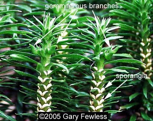 Huperzia lucidula Ferns and Fern Allies of Wisconsin Huperzia lucidula shining clubmoss