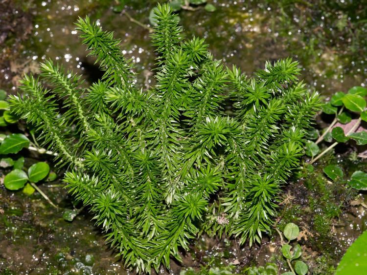 Huperzia porophila Huperzia porophila Rock clubmoss This has to be one of t Flickr