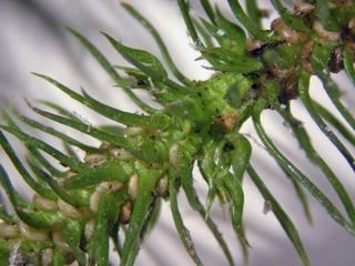 Huperzia porophila Huperzia porophila Rock clubmoss Discover Life mobile