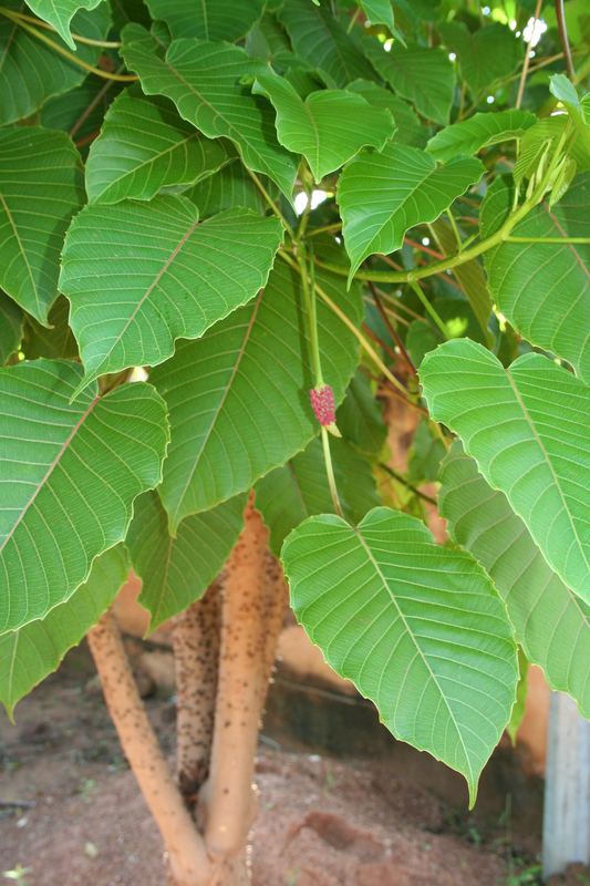 Hura (plant) West African Plants A Photo Guide Hura crepitans L