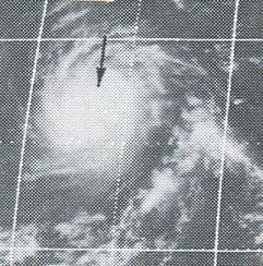 Hurricane Celeste (1972) httpsuploadwikimediaorgwikipediacommons44