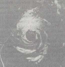 Hurricane Debra (1959) httpsuploadwikimediaorgwikipediacommons99